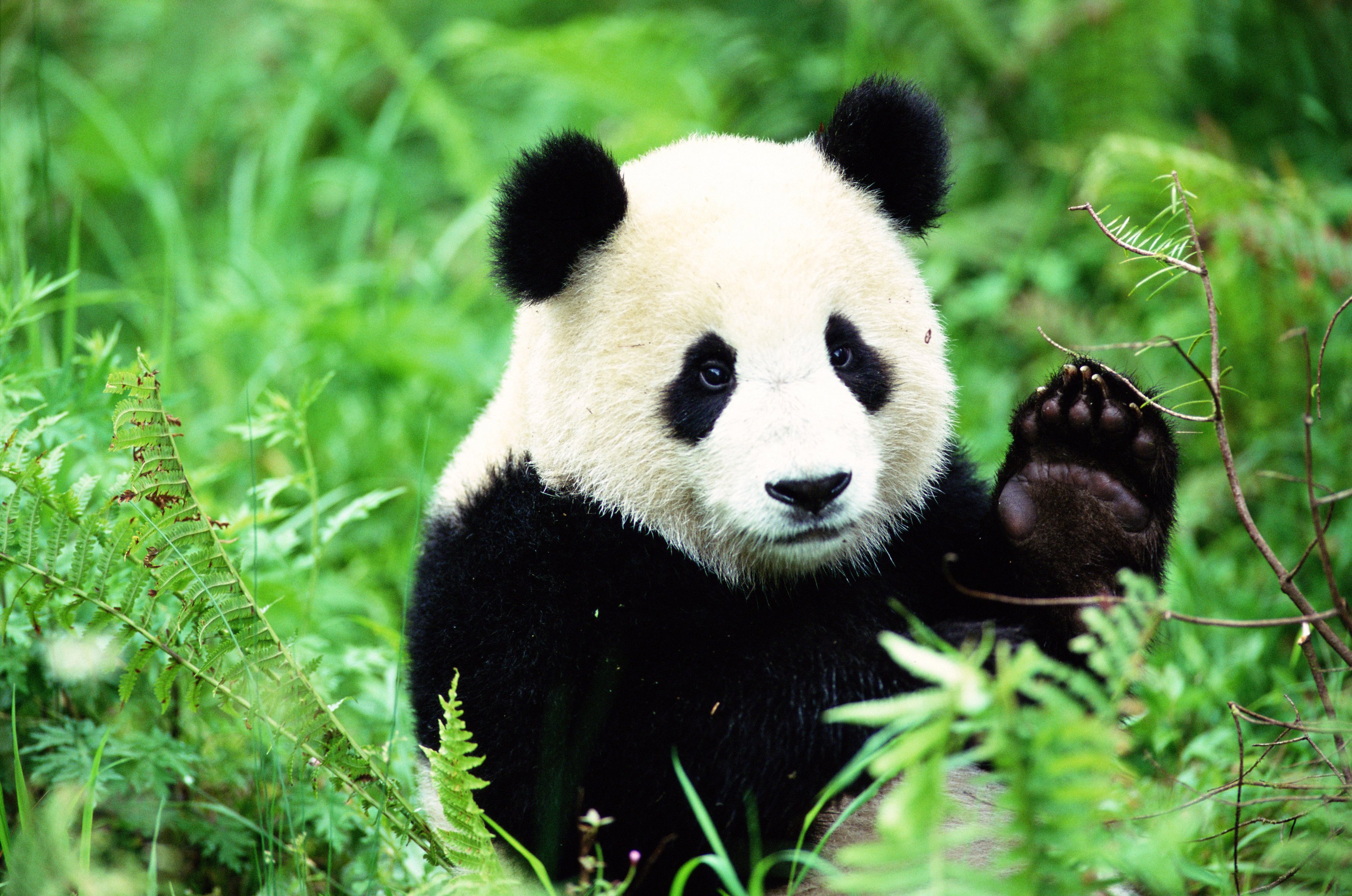 Giant Panda (Ailuropoda melanoleuca)