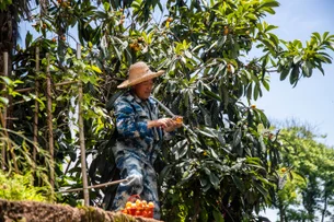 China adota tecnologia de ponta para garantir colheita de grãos de verão em fase decisiva