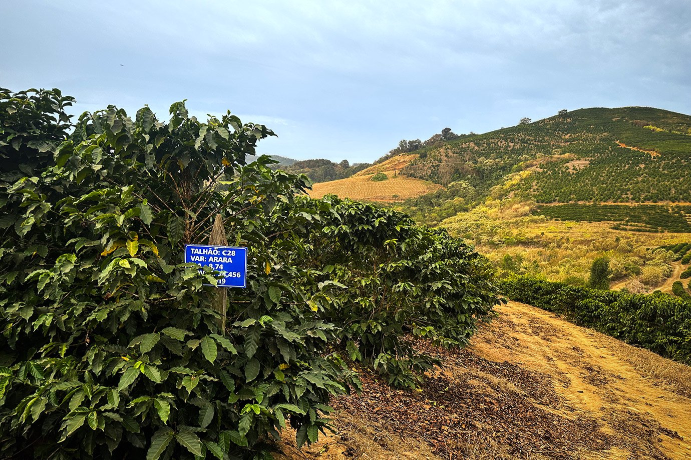 Produção de café no Brasil deve cair 4,4% na safra 2024/25, pressionando — ainda mais — os preços