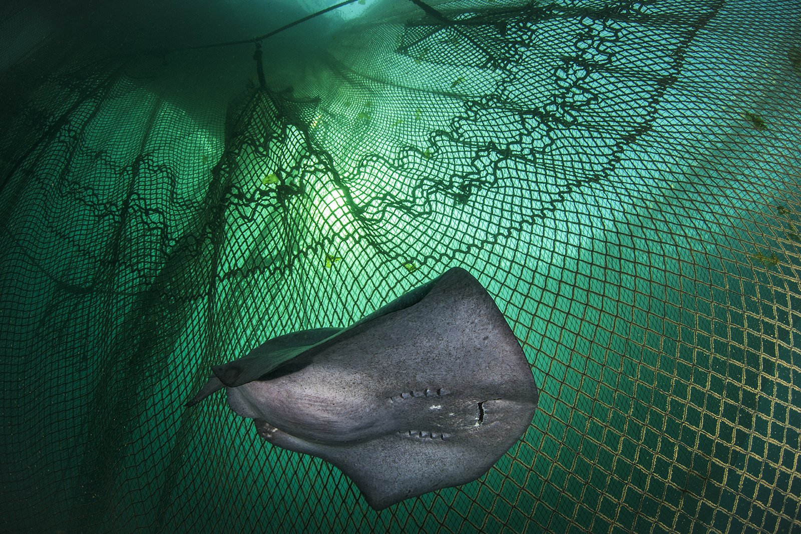 Uma arraia prenhe está presa em uma estrutura de aquicultura, destacando o problema da captura acidental. Atualmente, cerca de 40% dos peixes do mundo são capturados acidentalmente e estão mortos ou morrendo quando devolvidos ao mar.Portugal Concurso da Oceanographic Magazine agosto 2024 Oceano lixo preservação fotografia