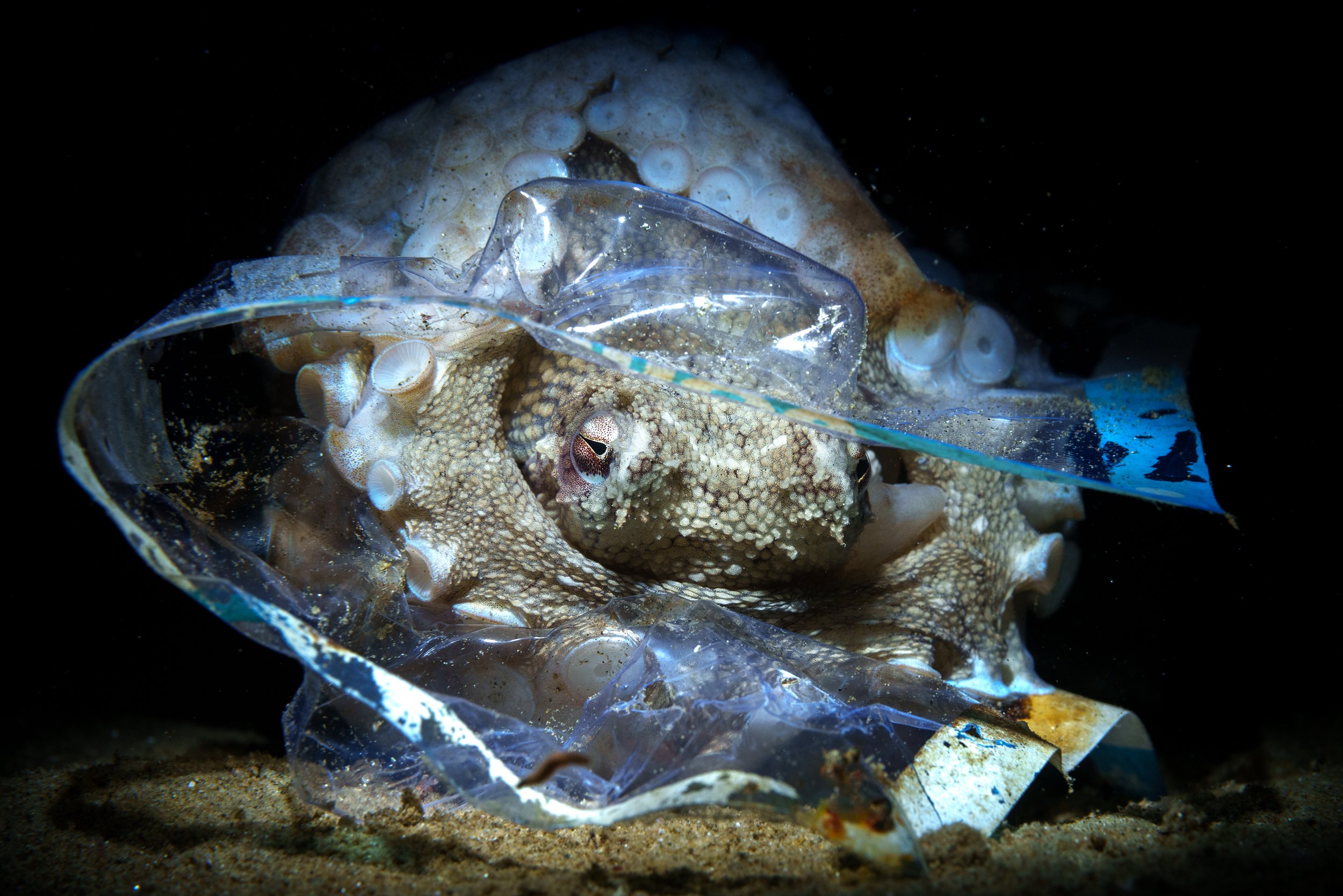 Um polvo do coco encontrou um esconderijo dentro de um saco plástico para sanduíches. Filipinas Finalista concurso Oceanographic Magazine agosto 2024 categoria Conservation (Impact) oceano plástico poluição