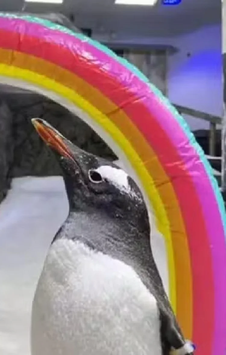 Casamento dos pinguins Sphen e Magic ficou conhecido ao redor do mundo (Sea Life Sydney Aquarium/Divulgação)