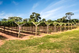 Imagem referente à matéria: São Paulo aposta em Rota dos Vinhos Paulistas para emplacar setor vinícola no estado