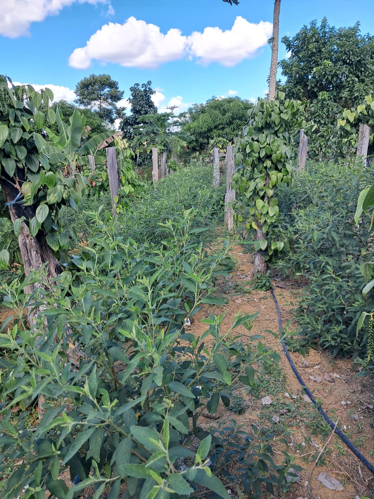 Erva-baleeira: projeto da Veracel e UFSB gera renda extra para agricultores a partir de óleo essencial