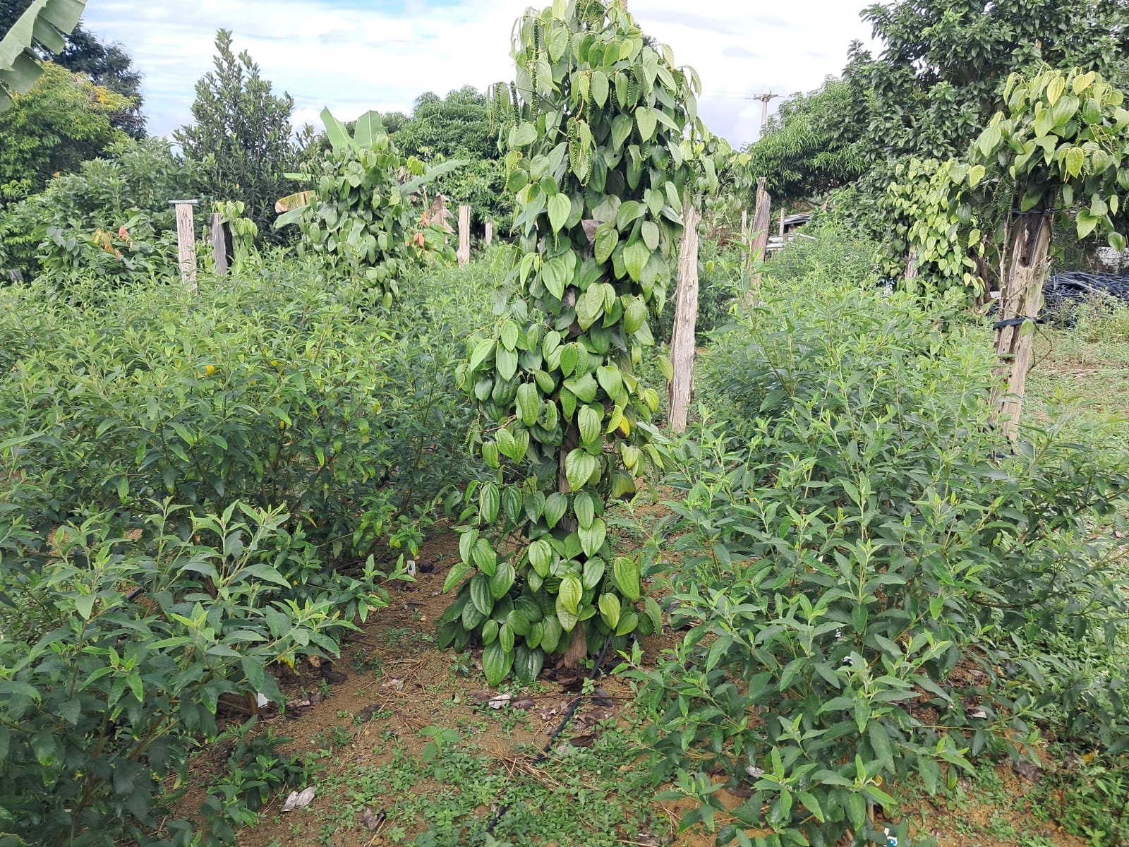 Veracel e UFSB - óleo essencial gera renda para agricultores familiares