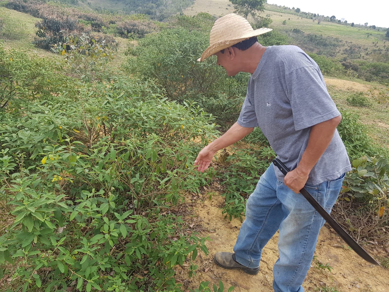 Veracel e UFSB - óleo essencial gera renda para agricultores familiares