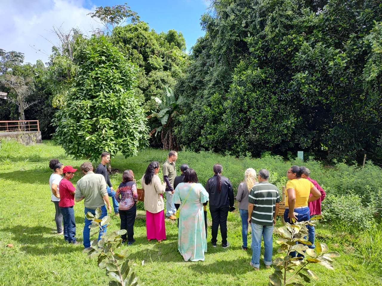 Planta invasora gera renda extra para agricultores familiares na Bahia