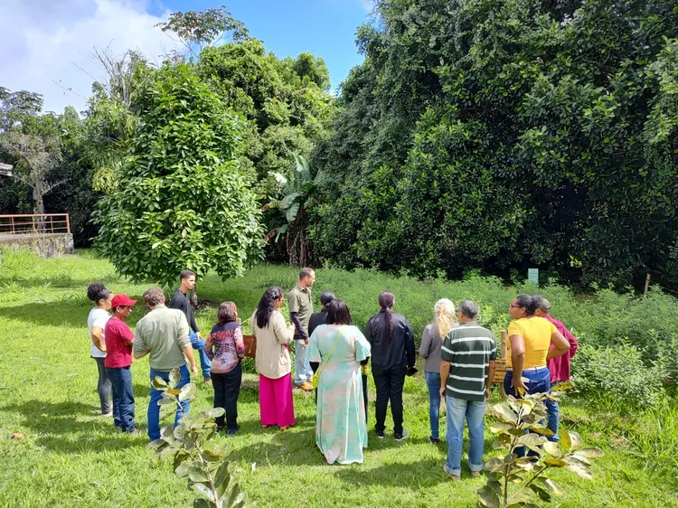 Agricultores passam por capacitação sobre plantio, colheita e armazenamento da erva-baleeira, planta cujo óleo essencial tem valor comercial de R$ 2 mil por quilo (Veracel/Divulgação)