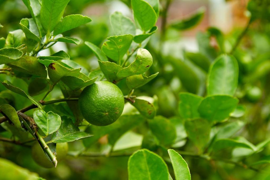 Produção de laranja e limão não será afetada por queimadas em São Paulo