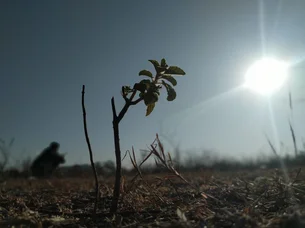 La Niña deve chegar entre setembro e novembro; veja como o Brasil pode ser afetado