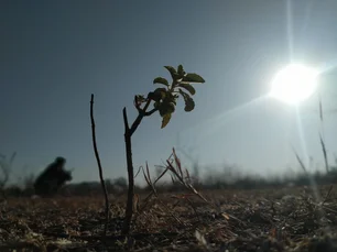 Imagem referente à matéria: La Niña deve chegar entre setembro e novembro; veja como o Brasil pode ser afetado