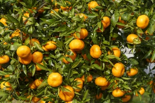 Imagem referente à matéria: Após tarifa de Trump, governo negocia com China e Arábia Saudita para exportar suco de laranja