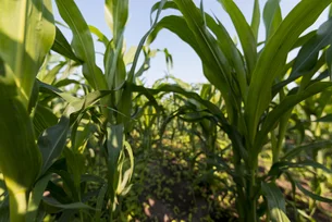 Setor agrícola dos EUA pode perder US$ 30 bilhões sem novos subsídios, aponta estudo