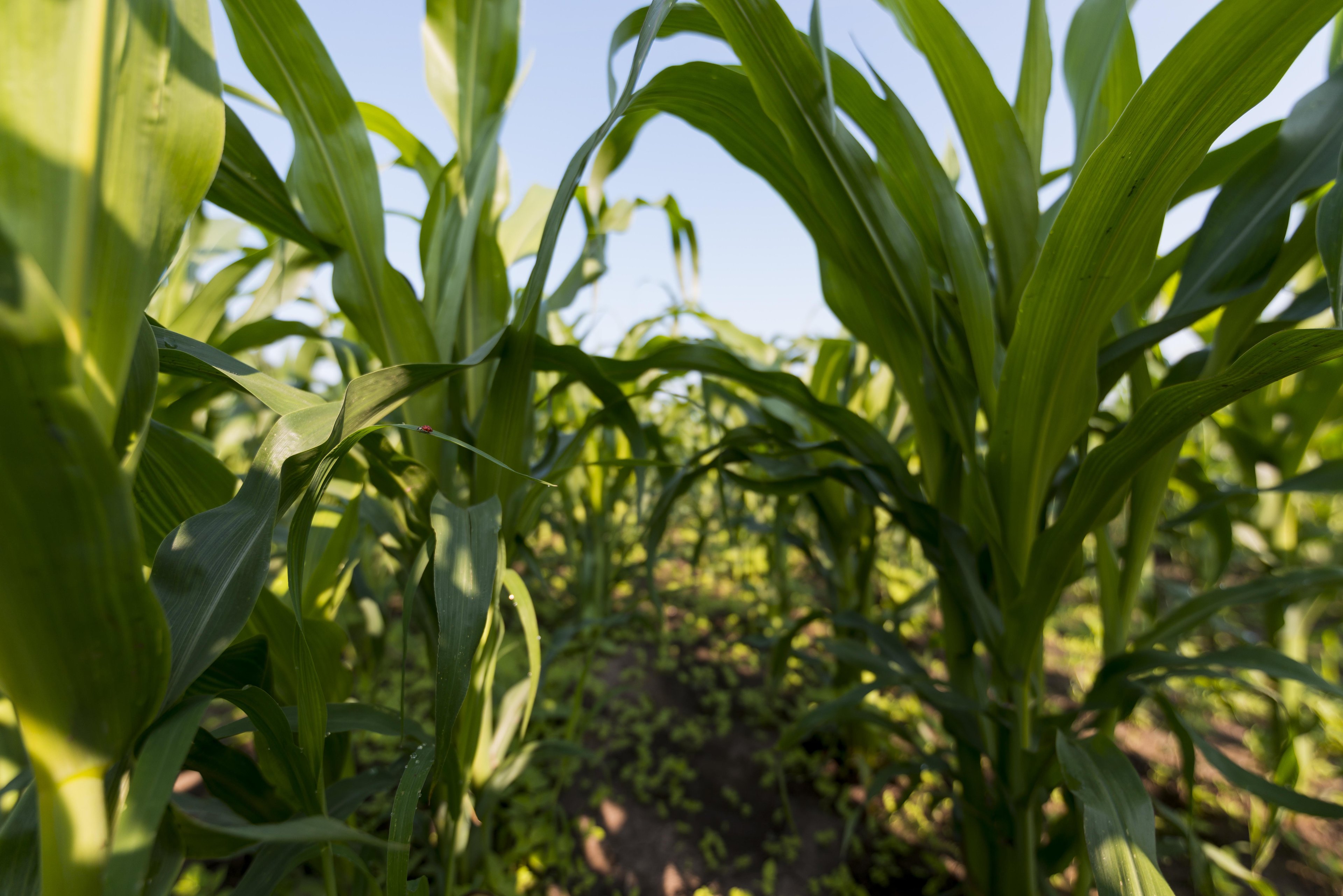 Milho e trigo: o estrago bilionário da onda de calor europeia na produção de alimentos
