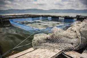 Imagem referente à matéria: Mais peixes são cultivados do que capturados na natureza, diz pesquisa