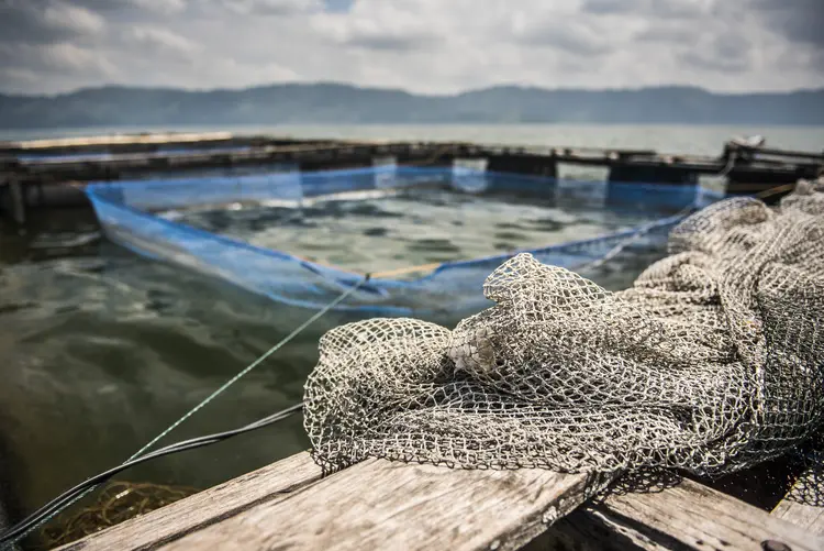 Segundo o relatório da FAO, o número de unidades populacionais pescadas de forma sustentável diminuiu 2% desde 2022 ( MatthewWilliams-Ellis/Envato)