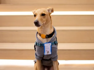 Imagem referente à matéria: Férias de 60 dias e convênio para pet? Conheça benefícios que visam a saúde mental no trabalho