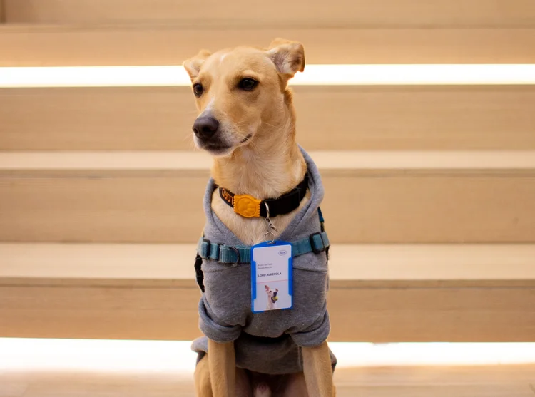 Pets estão ganhando espaço na rotina de muitos trabalhadores e contribuindo para um ambiente de trabalho mais leve – seja em casa ou no escritório  (Roche/Divulgação)