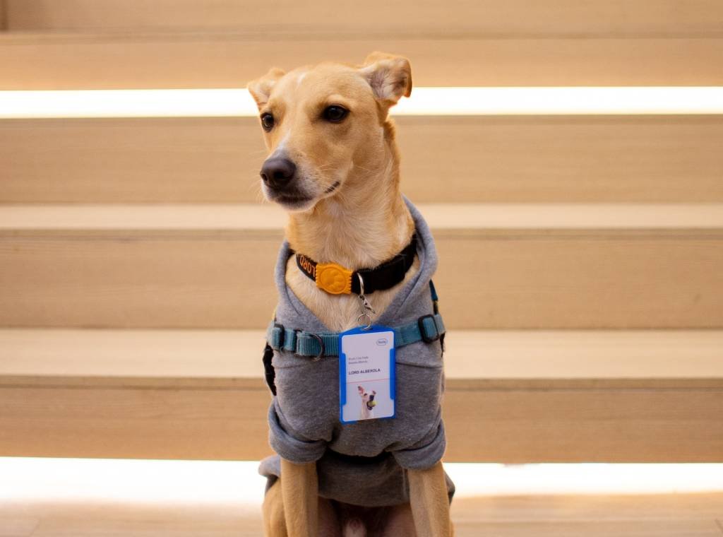 Férias de 60 dias e convênio para pet? Conheça benefícios que visam a saúde mental no trabalho