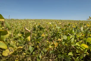 Imagem referente à matéria: Itaú BBA: Produtores de grãos devem ter margens maiores na safra 2024/25