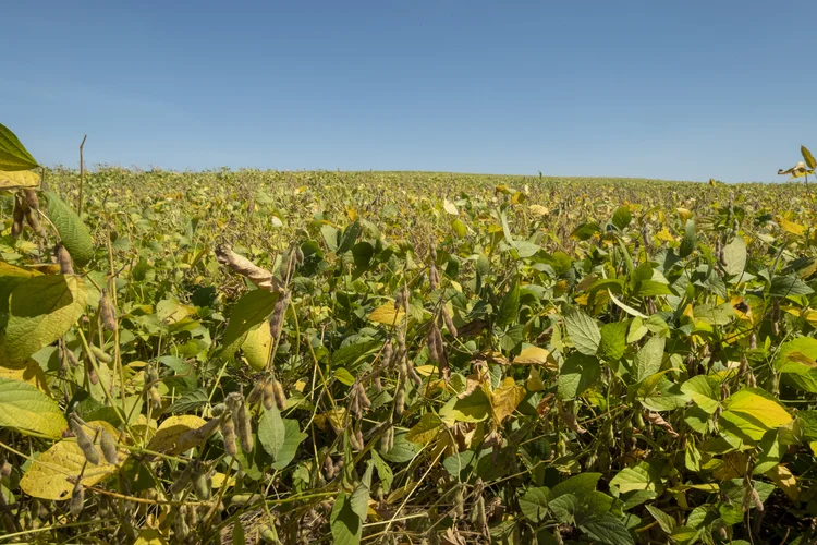 Plantio da soja no BR: Mato Grosso havia plantado 47,8% da soja, enquanto o Paraná registrava 47,3, diz AgRural (Freepik/Divulgação)