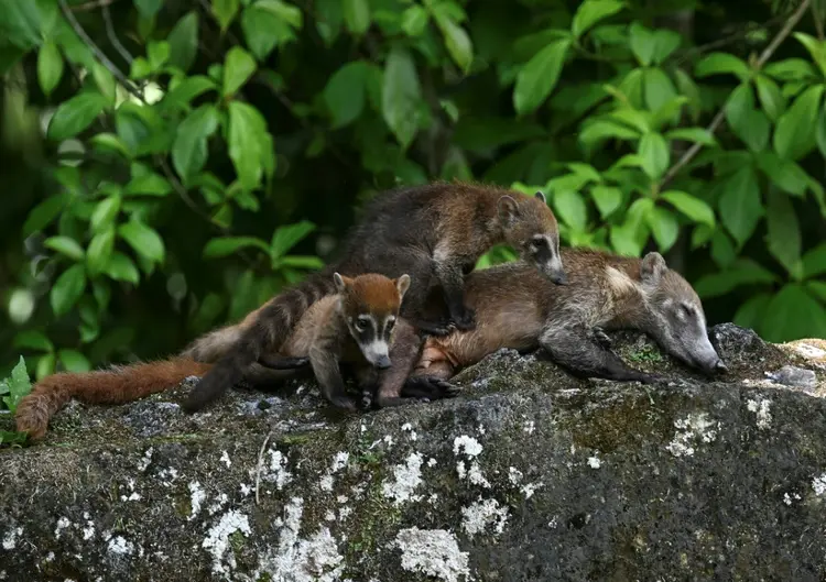 Esperança: fauna, representada na foto pelos quatis, e flora são protegidos com a estratégia de controle das áreas (AFP Photo)