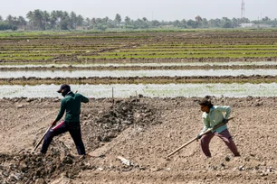 Imagem referente à matéria: Um dos países mais vulneráveis às alterações climáticas sofre para cultivar o arroz