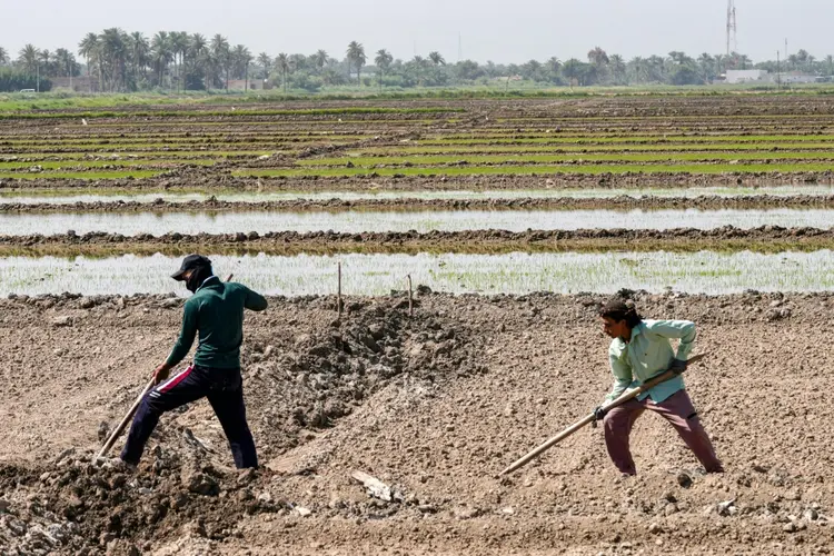 Iraque: agricultores trabalham em um campo de arroz na província de Najaf, sem perspectiva de melhoria (AFP Photo)