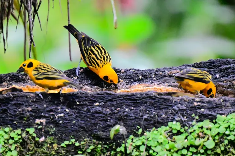 Disputa: Choco Andino é considerado um santuário de flora e fauna, com espécies endêmicas e ameaçadas (AFP Photo)