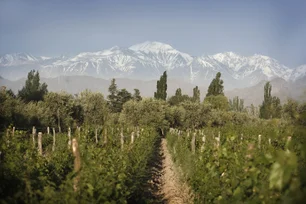 Imagem referente à matéria: Conheça a marca argentina de vinhos mais vendida no mundo pelo quarto ano consecutivo