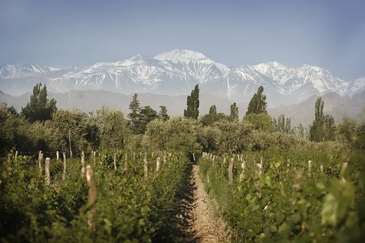 Vinhedo Luján de Cuyo, na Argentina. (Bodega Trivento/Divulgação)