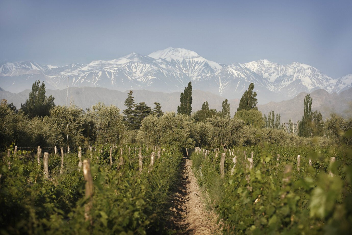 Conheça a marca argentina de vinhos mais vendida no mundo pelo quarto ano consecutivo