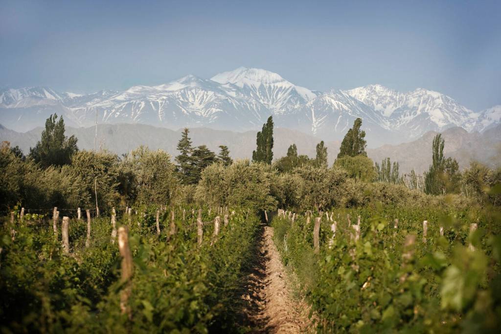 Conheça a marca argentina de vinhos mais vendida no mundo pelo quarto ano consecutivo