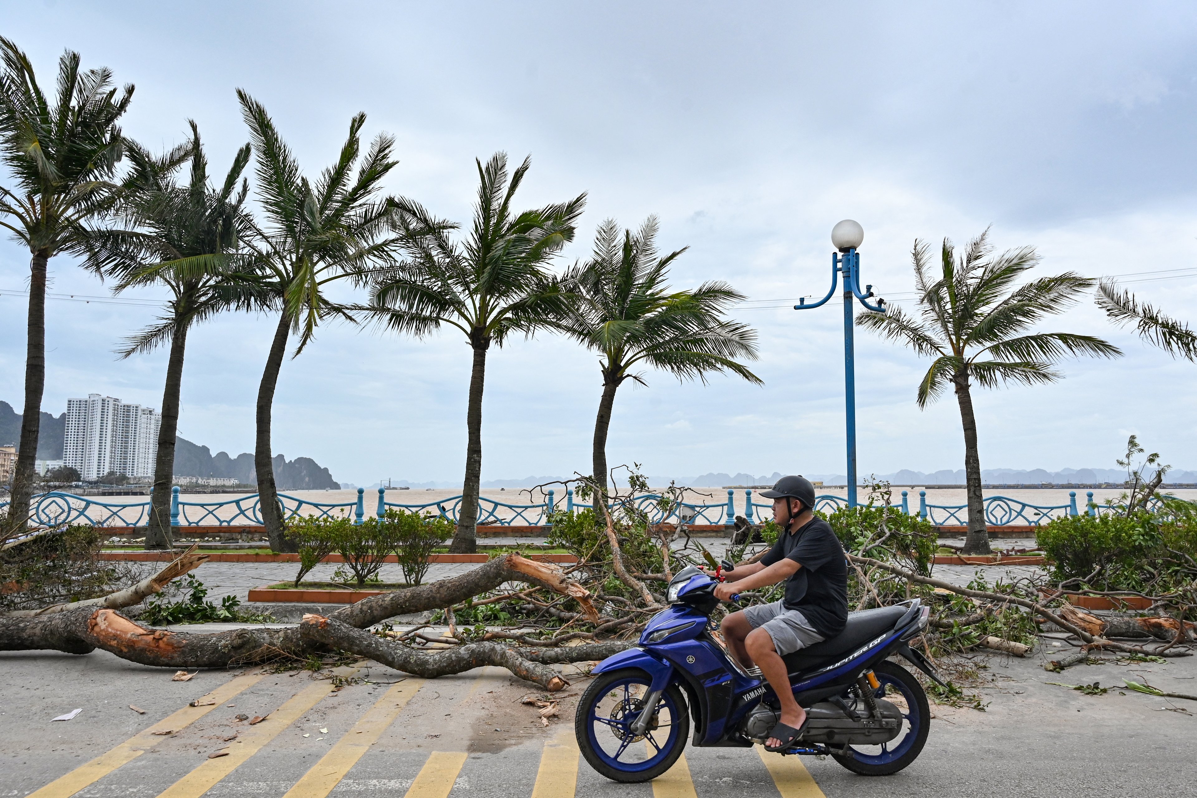 Um homem pilota sua motocicleta passando por árvores caídas depois que o Super Tufão Yagi atingiu Ha Long, na província de Quang Ninh, em 8 de setembro de 2024. O Super Tufão Yagi arranca milhares de árvores, varre navios e barcos para o mar e arranca telhados de casas no norte do Vietnã, depois de deixar um rastro de destruição no sul da China e nas Filipinas