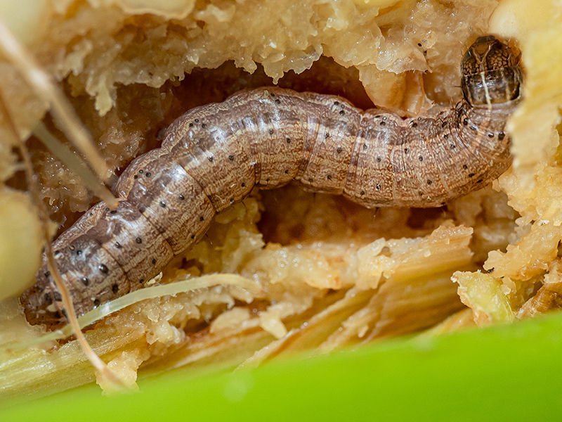 Conheça a doença da cana-de-açúcar que pode afetar o sorgo