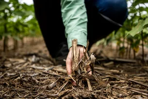 Como a agricultura regenerativa pode ajudar na descarbonização do planeta