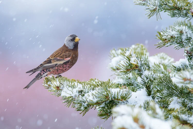 Inverno 2025 começa oficialmente em 20 de junho com o solstício no Hemisfério Sul (Bird Photographer of the Year / Alan Murphy)