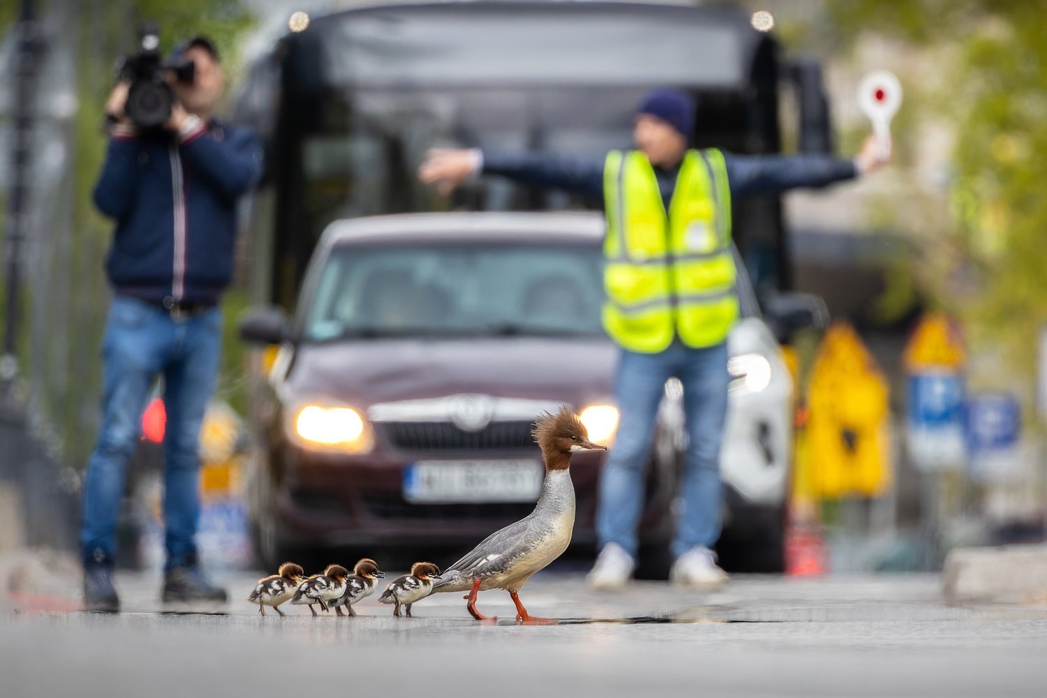 Vencedor na categoria "Aves Urbanas" -- 'Jornada Traiçoeira' de Grzegorz Długosz