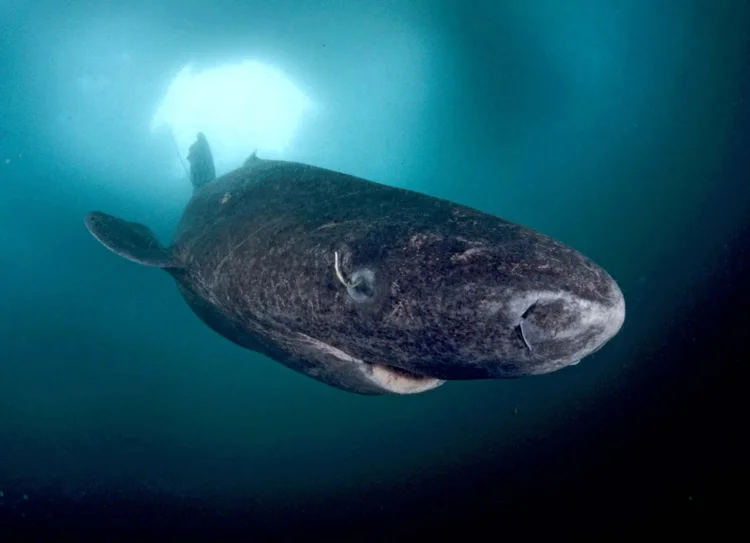 Tubarão-da-Groenlândia vive 400 anos e explicação está no DNA do animal. (The Shark Museum) (The Shark Museum/Reprodução)