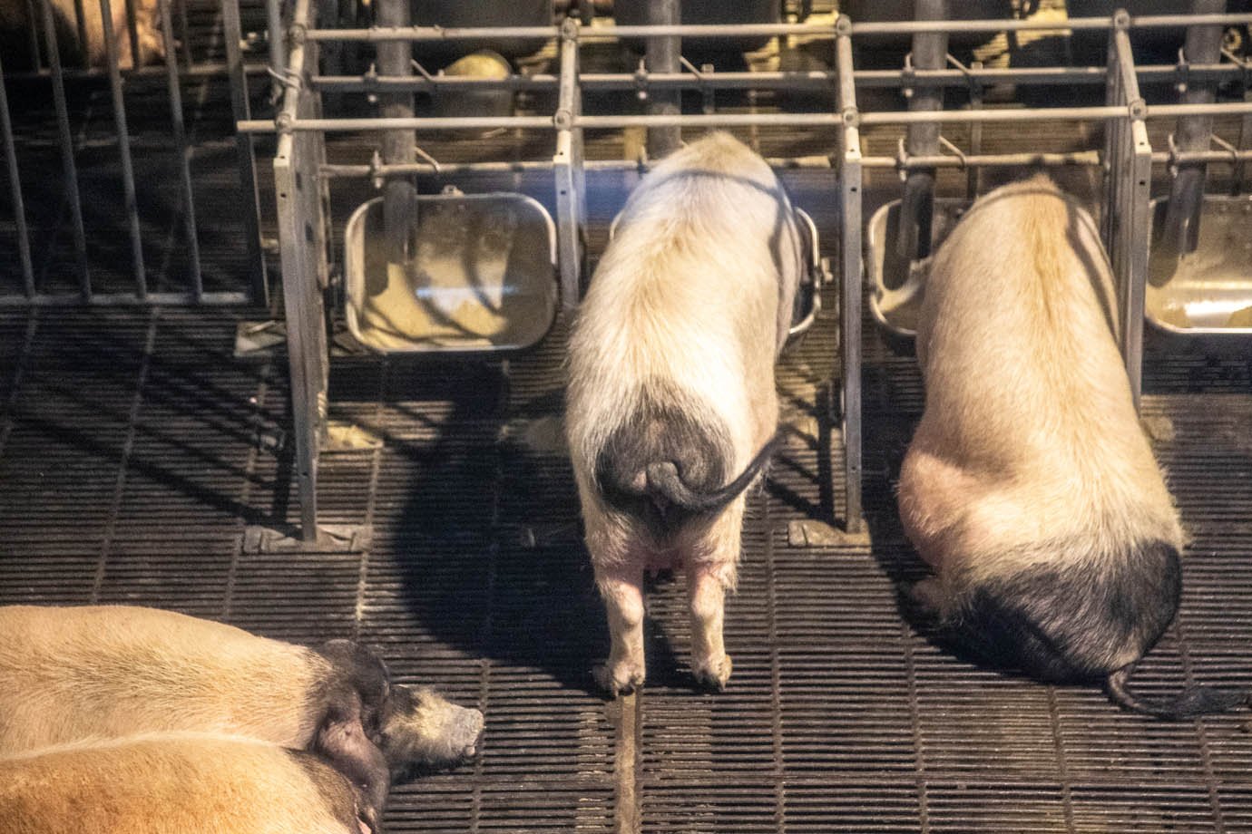 Criação de porcos dentro da fazenda em ambiente controlado e climatizado