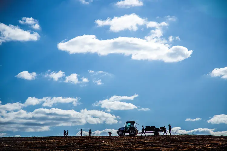 Fazenda de café do Grupo Cedro, em Minas Gerais: clima incerto e cenário global são desafios para a produtividade do agro brasileiro (Leandro Fonseca/Exame)