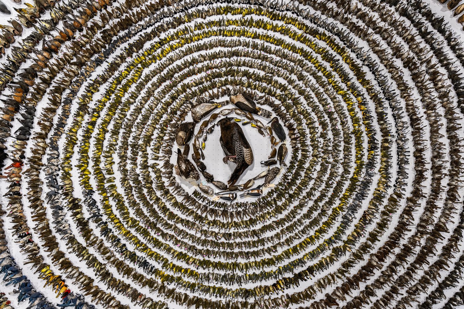 O Vencedor Geral é 'When Worlds Collide' de Patricia Homonylo. Uma imagem impactante mostrando mais de 4 mil pássaros que morreram colidindo com janelas em Toronto