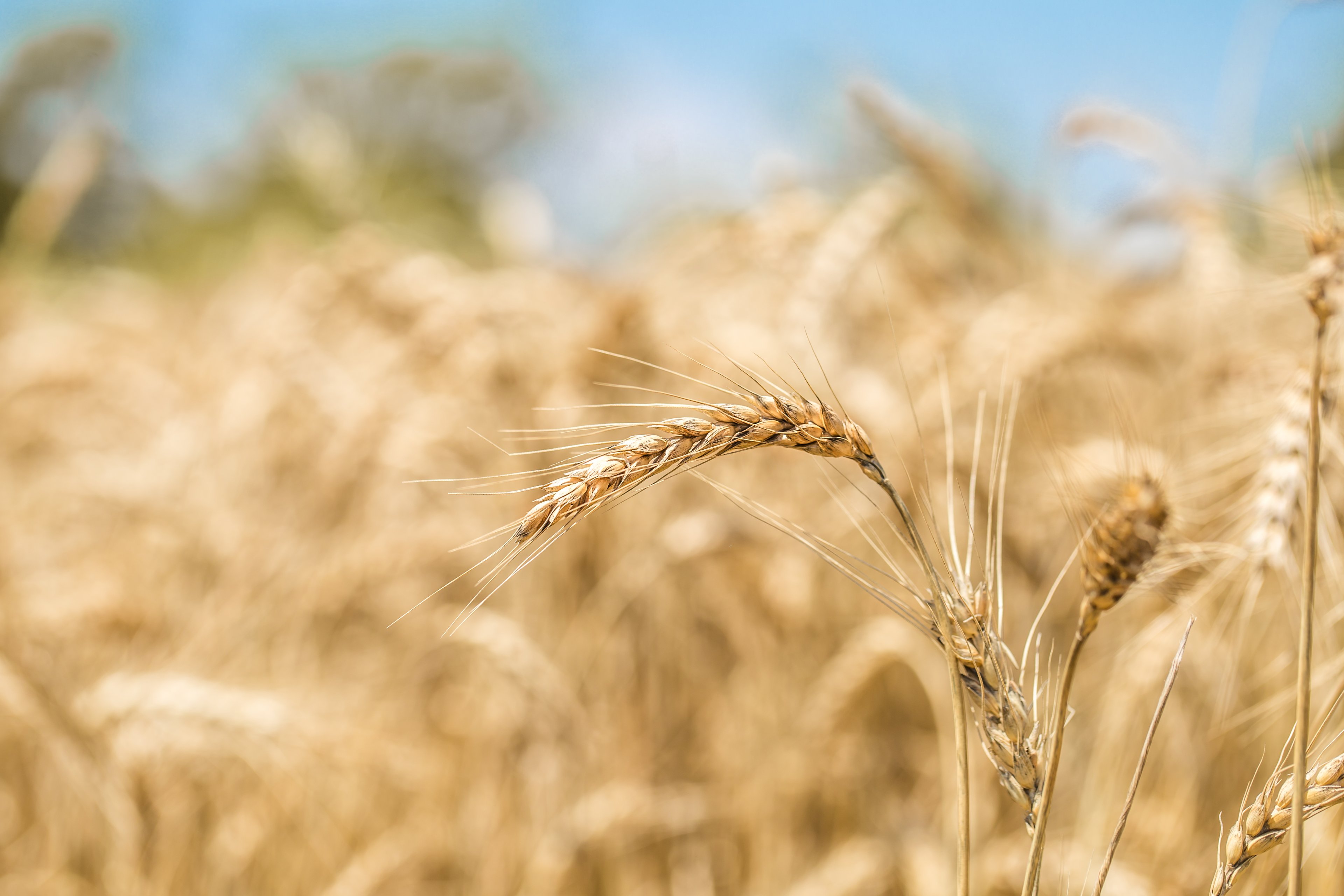 Conheça a doença que pode reduzir em 13% a produção mundial de trigo