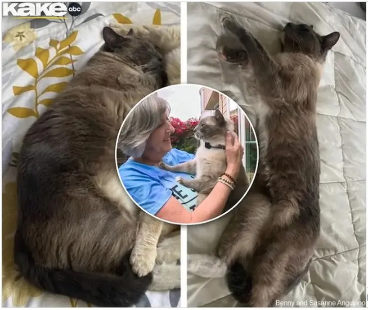 Gato desapareceu quase 1500 quilômetros de casa, mas acabou voltando para sua residência. (Instagram/@kake.news/Reprodução)