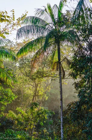 Ameaçada de extinção, palmeira-juçara ganha nova chance em reserva natural no PR