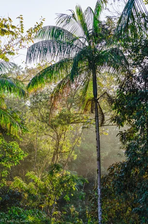 Imagem referente à matéria: Ameaçada de extinção, palmeira-juçara ganha nova chance em reserva natural no PR