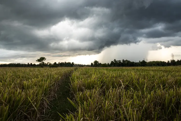 Landscape with a rice field and dramatic sky (Freepik)