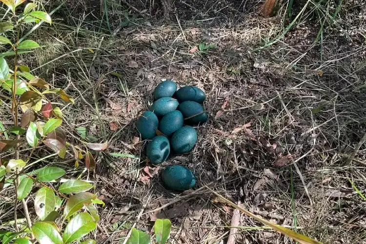 Ovos azul-turqueza foram achado em floresta no Vale Clarence, no sul da Austrália (NSW Government/Divulgação)