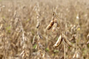 Seca e queimadas atrasam plantio da soja no Paraná e Mato Grosso