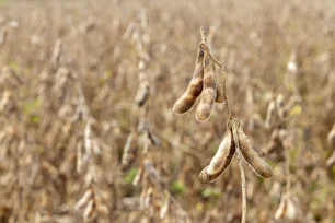 Imagem referente à matéria: Seca e queimadas atrasam plantio da soja no Paraná e Mato Grosso